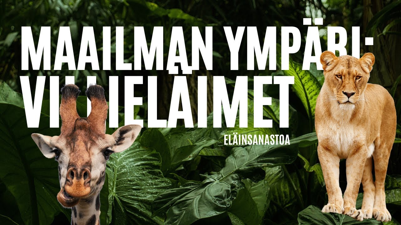 Maailman ympäri: VILLIELÄIMET // eläinsanastoa