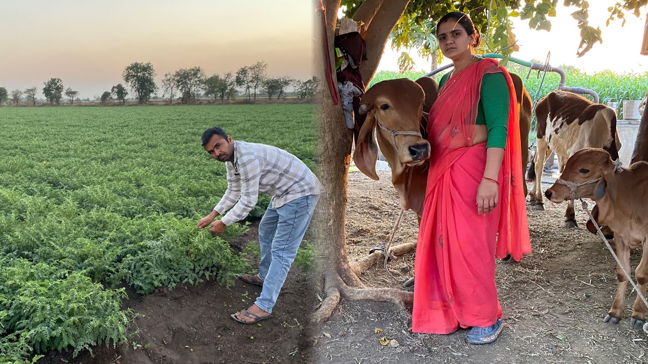 આપણા પીરીયા ચણા ને હવે તડકો લાગીયો