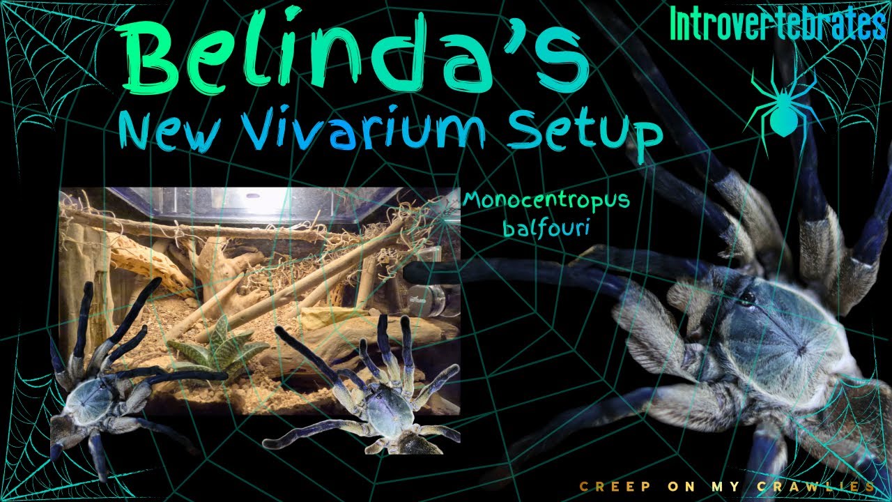 The Science Behind a Vivarium (Belinda's New Setup)