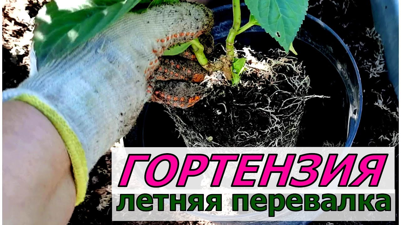ГОРТЕНЗИЯ как раскачать рост побегов? Давайте пересадим, даже летом и с цветами