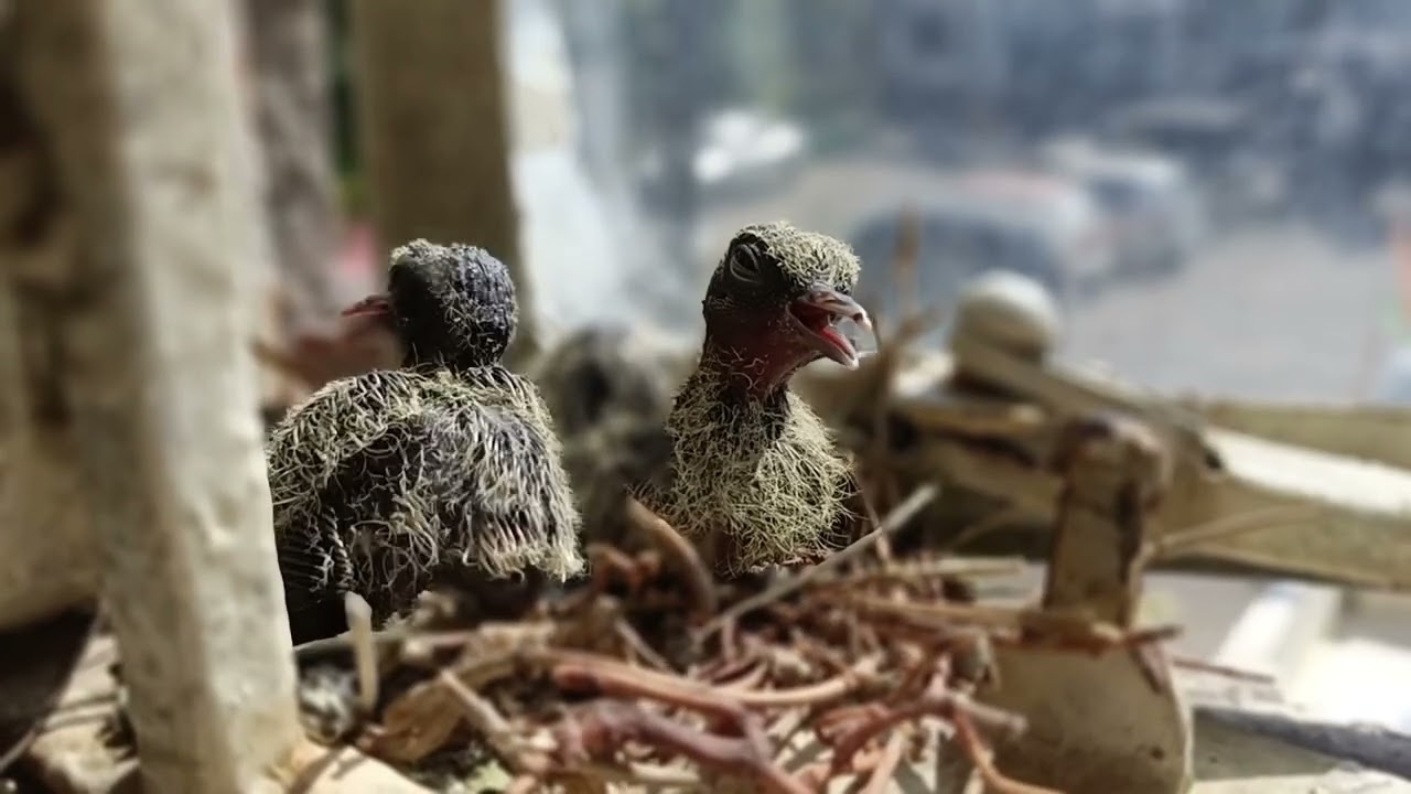 New born Bird ..Day 3 waiting for food 