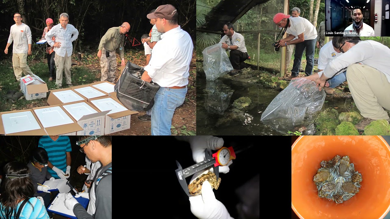 Conserving Wildlife in Puerto Rico | Para La Naturaleza & EF Explore America