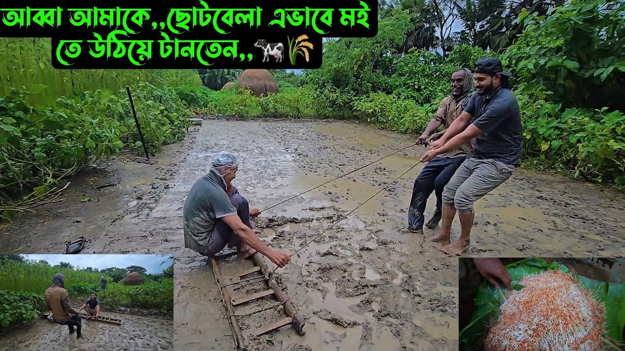 আব্বা আমাকে,,ছোটবেলা এভাবে মই তে উঠিয়ে টানতেন,,🐄🌾