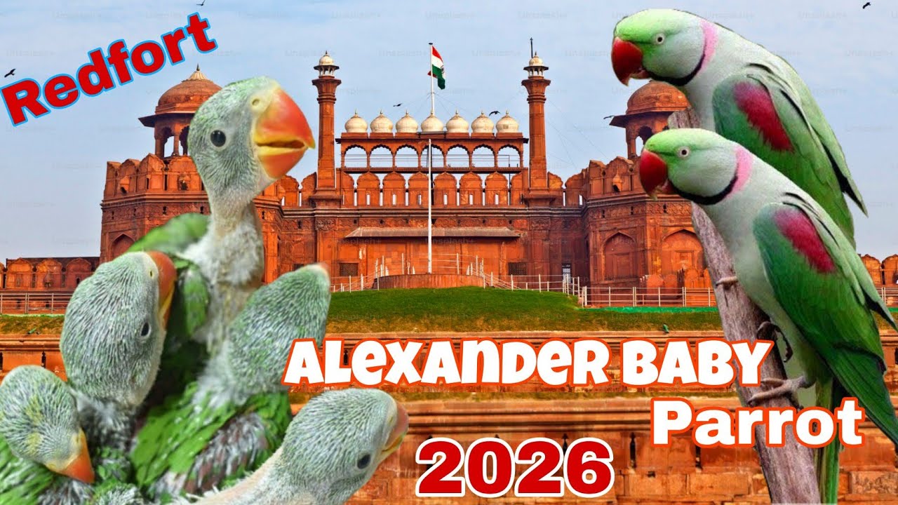 Alaxander baby parrot/baby parrot Bird market Delhi redfort 8/03/2026 kabutar accessories