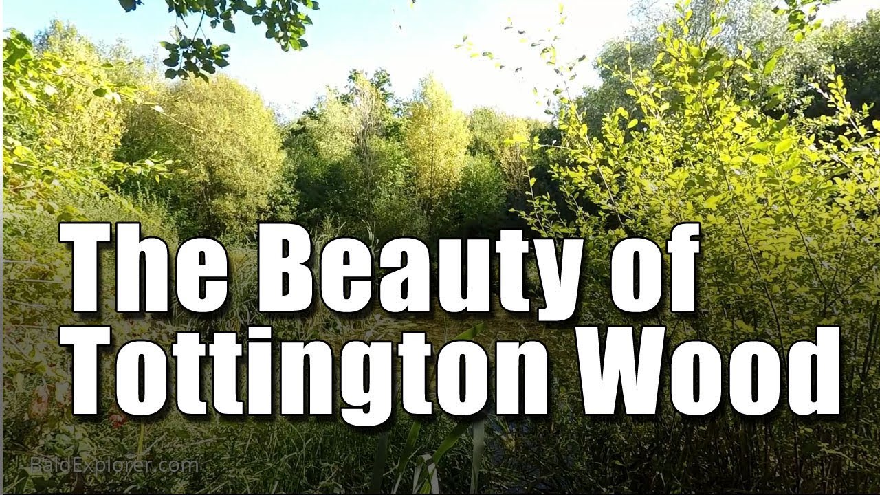 A Stroll Through Tottington Woods in West Sussex