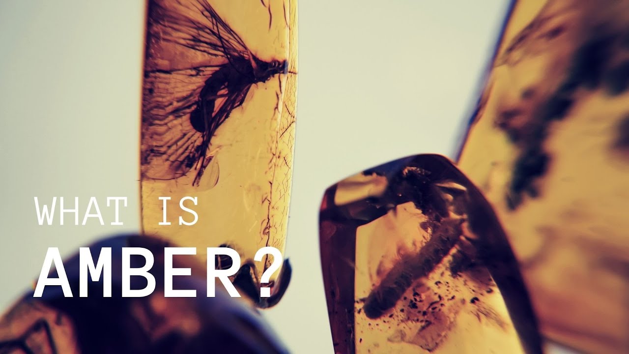 What are Amber Inclusions? (A Quick Introduction)