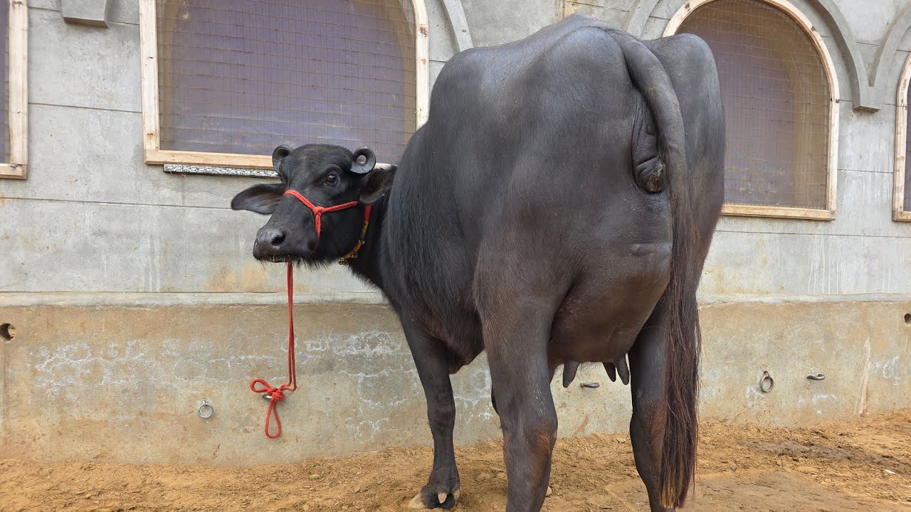 👍इतने#बड़े#Udder#की पहले#ब्यात की झोटी👌9812158812 Ahlawat Dairy Farm 🙏 
