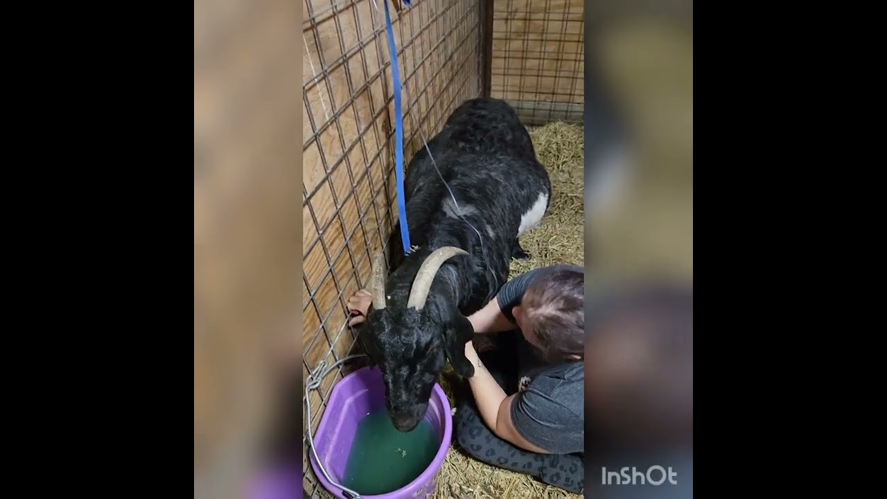 2025 Christmas babies and new LGd