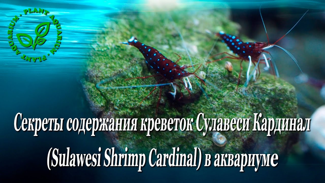 Секреты содержания креветок Сулавеси Кардинал (Sulawesi Shrimp Cardinal) в аквариуме