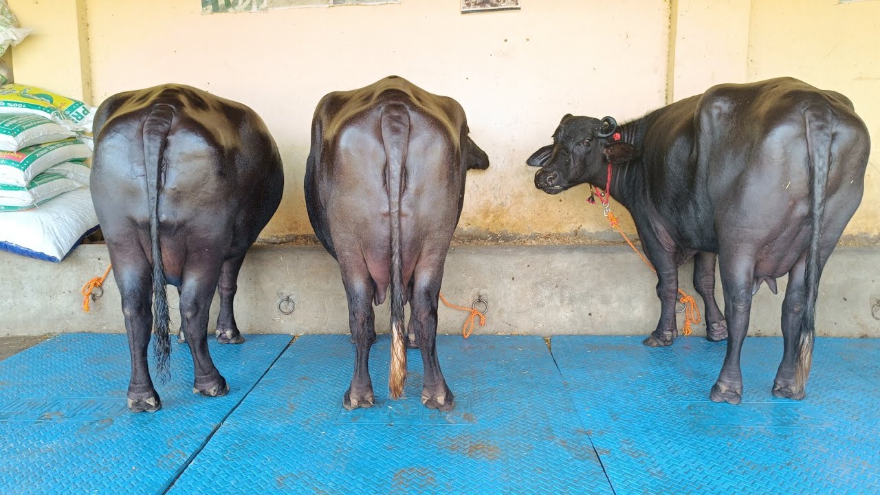 ਅੱਜ ਫੇਰ ਮੰਡੀ ਬਣਾਈ ਬੈਠਾ ਲੋਹਾਖੇੜੇ ਵਾਲਾ ਪ੍ਰਦੀਪ, Cows and Buffaloes For Sale