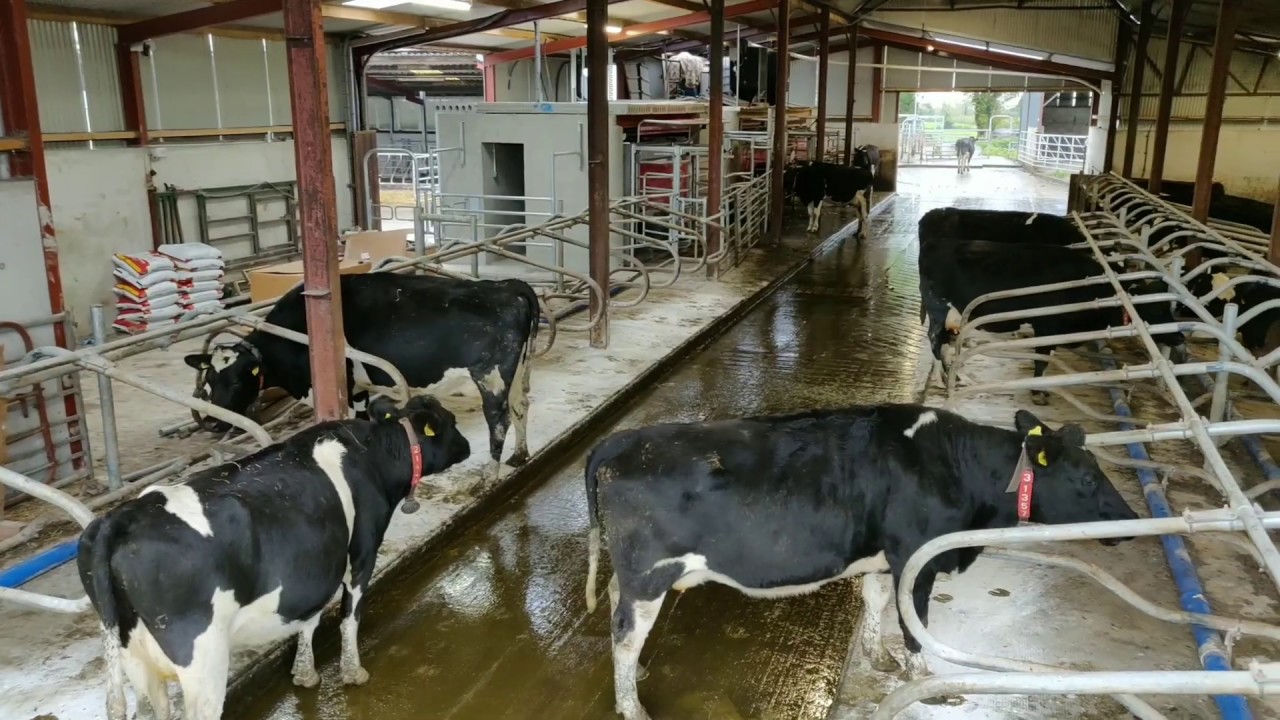 Converting existing sheds from sucklers to milk over 200 cows on three Lely robots