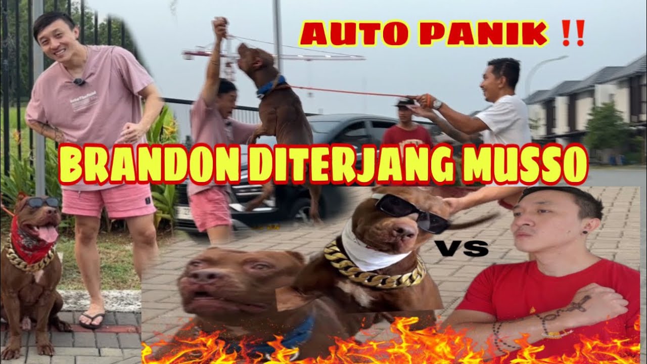 BRANDONKENT PANIK KETEMU MUSSO DAN KING FLOKI ‼️ LANGSUNG DITERJANG MUSSO