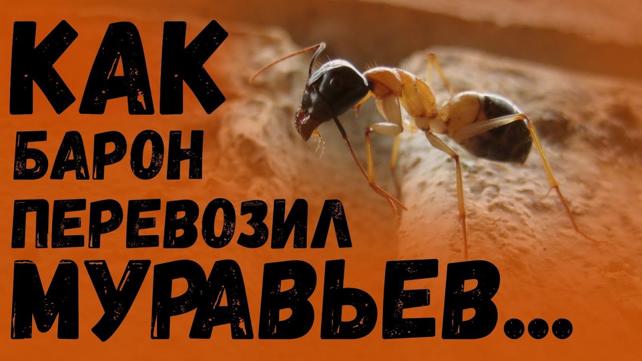 КАК Я ПЕРЕВОЗИЛ МУРАВЬЁВ...[2.0]