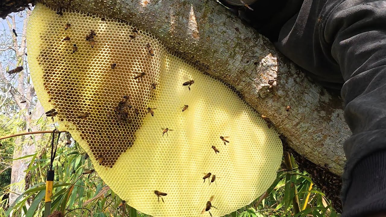 Bắt tổ ong cây gòn gặp sự cố..Catching a beehive in a kapok tree after encountering problems.