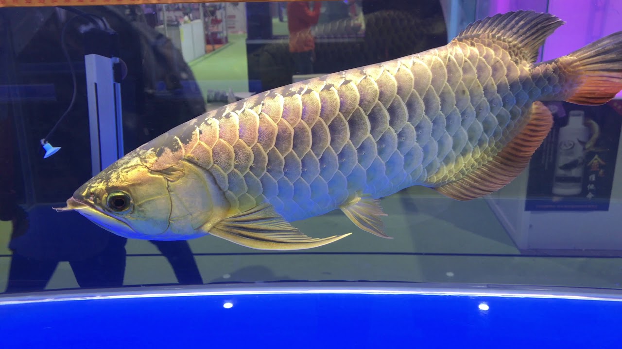 China's BIGGEST Aquarium Event Part 2