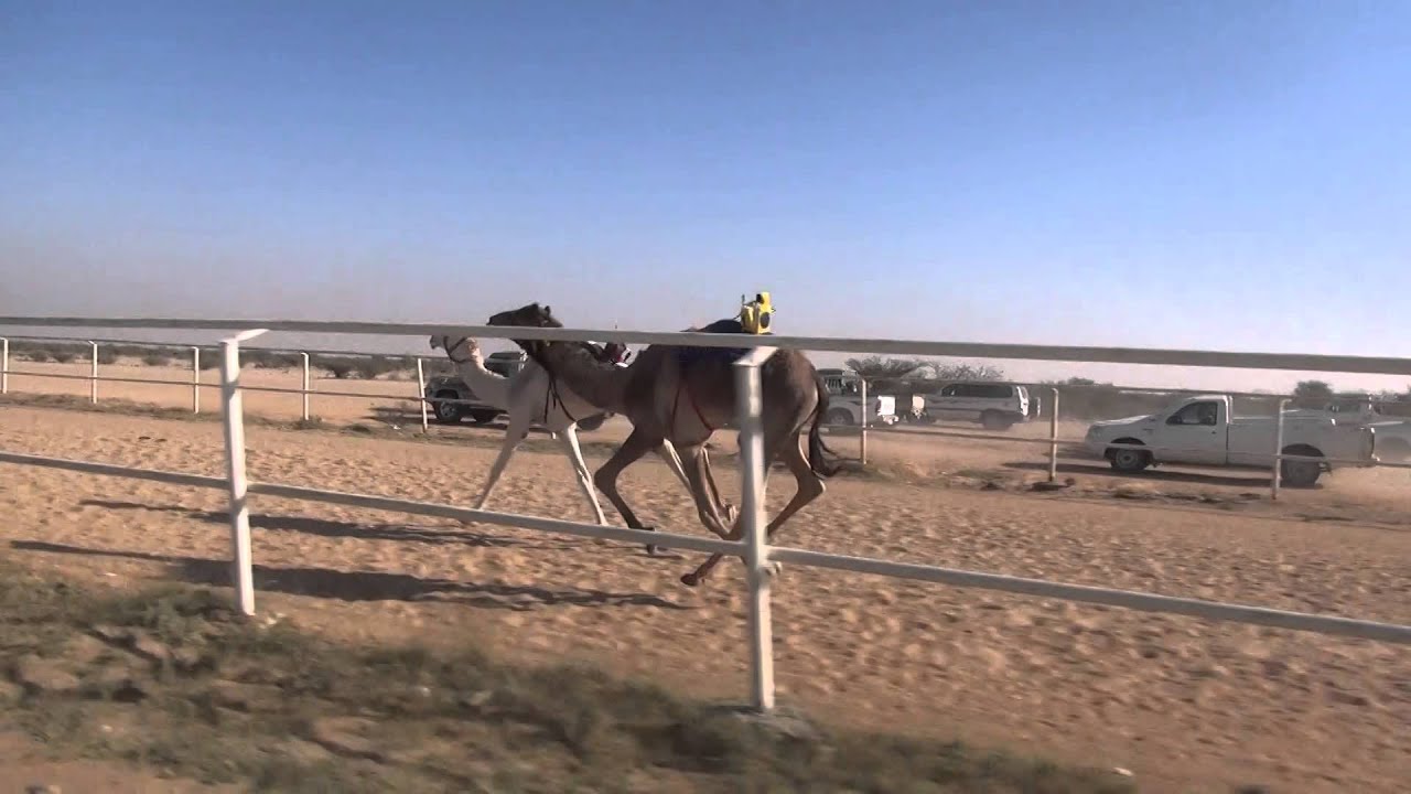 الشوط الاول قعدان لقايا 1436/3/28هـ شاهين(السر بن محمد السوداني)