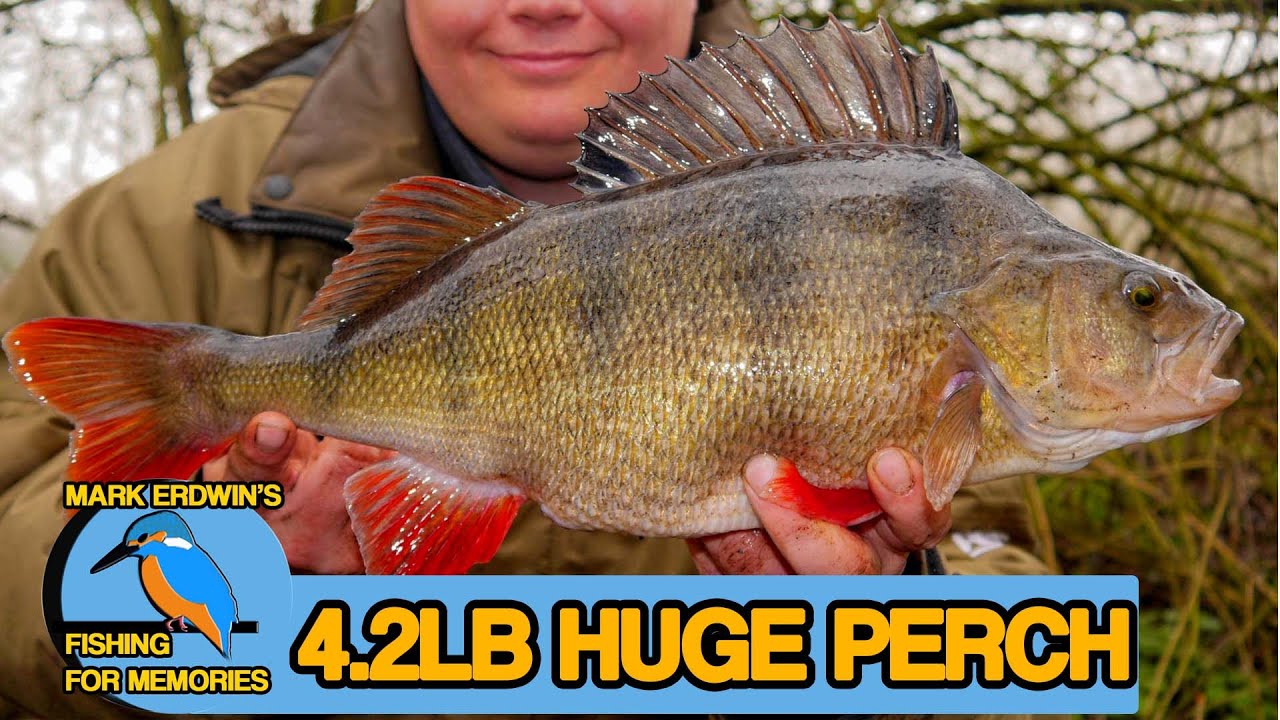 Specimen Perch And Chub Fishing - A dream becomes reality (Video 53)