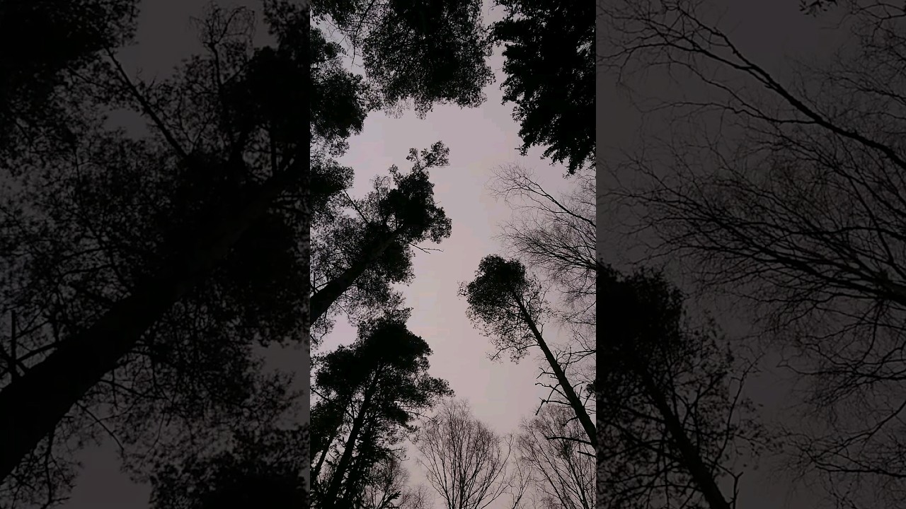 Любимый лес 😍 Rakas mets&auml;