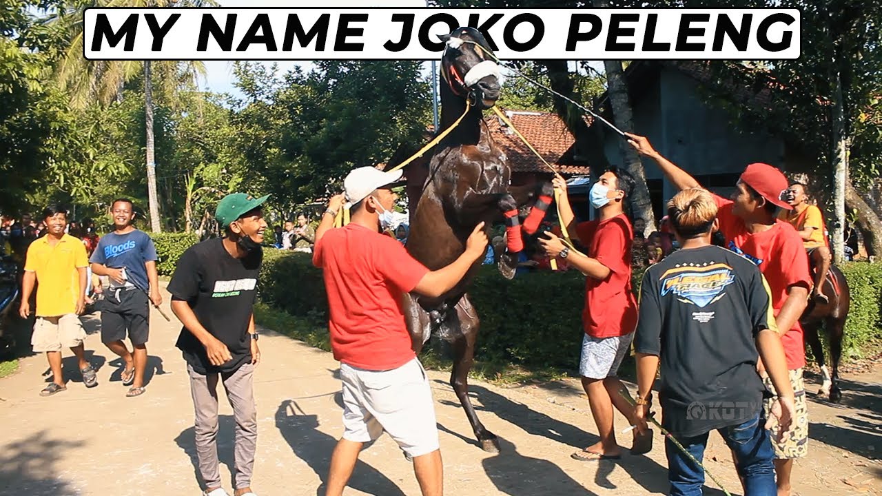 MAS GONDRONG Cs BIKIN ULAH LATBER KUDA DESA SAMBENG