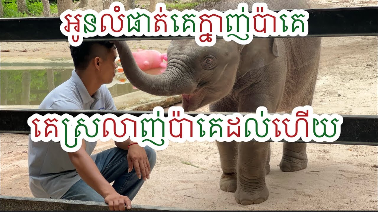 អូនលំផាត់ក្នាញ់ប៉ាៗ គេស្រលាញ់ប៉ាគេដល់ហើយ, The baby elephant loves its father very much.