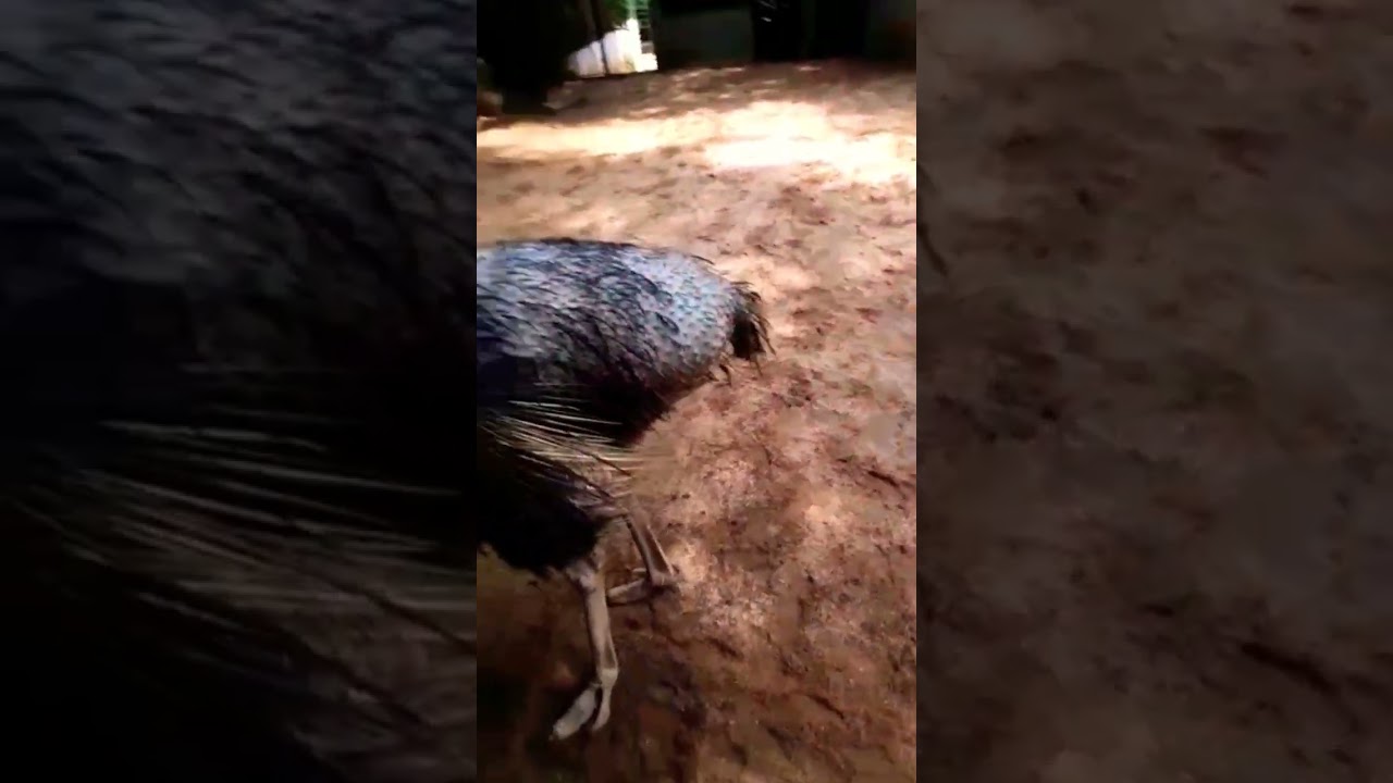 Ostrich Birds |Pasbara|❤❤❤