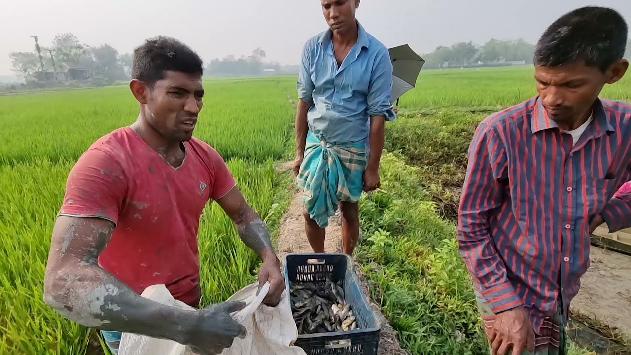 Amazing Fishing (Bangladesh) | 1 lakh Takar Maach | Sylhet