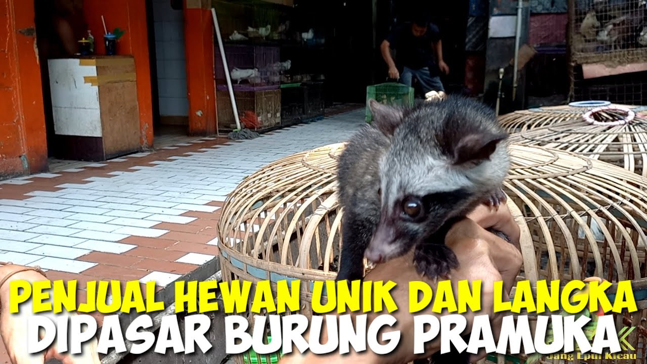 CEK HARGA MUSANG KELINCI AYAM MONYET IGUANA LANDAK HAMSTER DLL DIPASAR BURUNG PRAMUKA