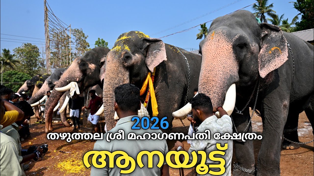 ആനയൂട്ട് തഴുത്തല ശ്രീ മഹാഗണപതി ക്ഷേത്രം 2026 | Aanayoottu Thazhuthala Mahaganapathy temple | 