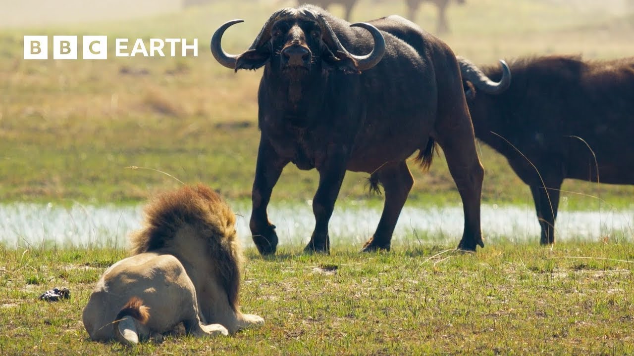 Lion Cubs vs Buffalo Herd: will they escape? | Big Cats 24/7 | BBC Earth