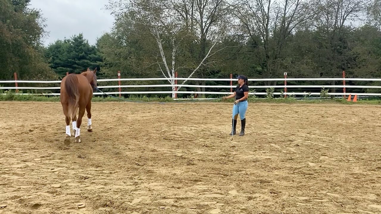 Teach Your Horse Not to Pull on the Lunge Line, and to Softly Circle You