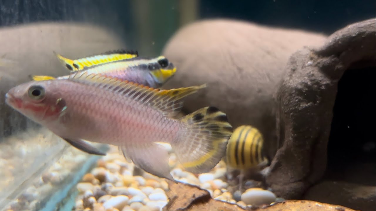 Pelvicachromis taeniatus ”molive”