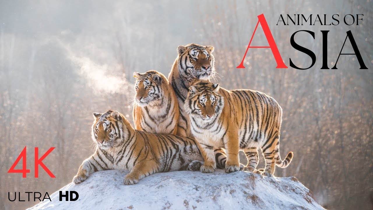 Wildlife of Asia 4K