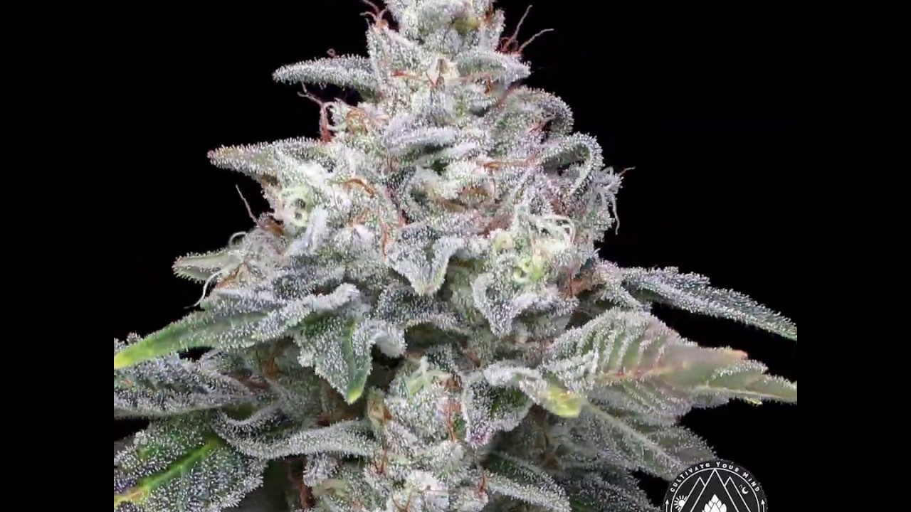 Zkittlez x Kush Mints by Rolen Stone Farms (pan zoom)