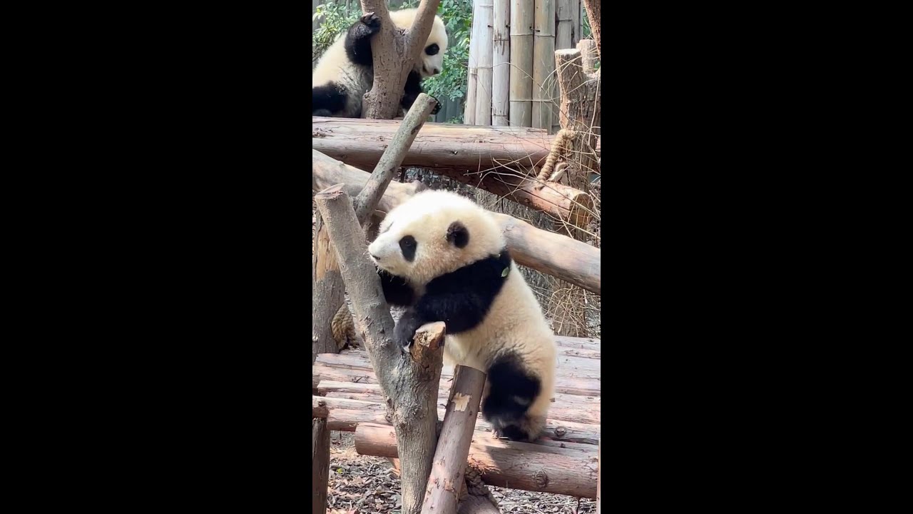 🌸花花今天的最新视频, 花花看上去又圆润了不少, 一出场就好活跃 HeHua Came Out Again After 3 Weeks Rest, She Looks More Round