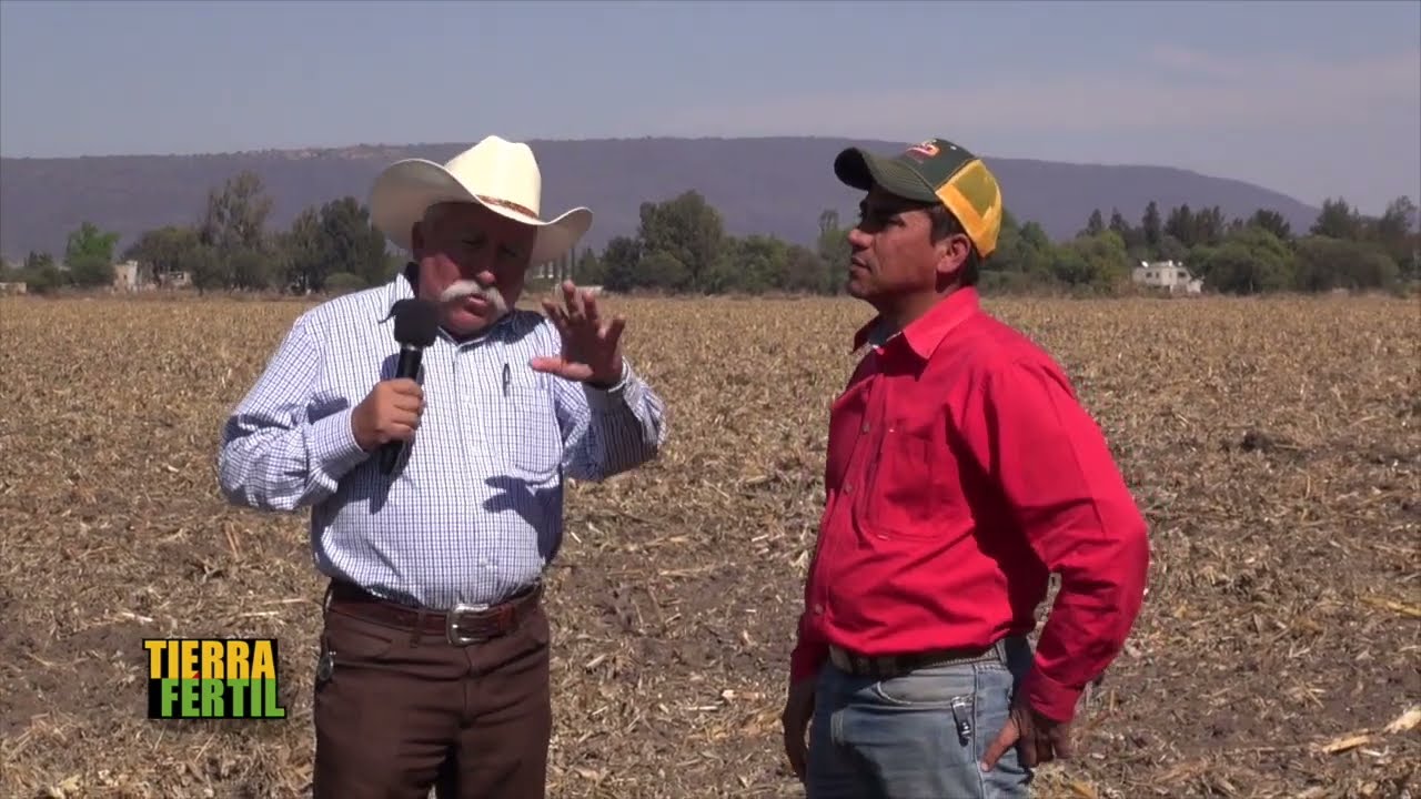 TIERRA FÉRTIL Cultivo de girasol (22 de enero de 2016)