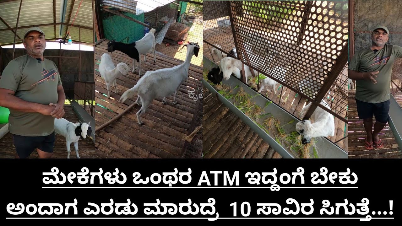 5 ಗುಂಟೆ ಜಾಗ ಇದ್ದರೂ ಇಷ್ಟೆಲ್ಲ ಮಾಡಬಹುದು... ಮೇಕೆ ಸಾಕಾಣಿಕೆ ಅದರ ಕೆಳಗೆ ಕೋಳಿ ಇತ್ಯಾದಿ @krushibaduku