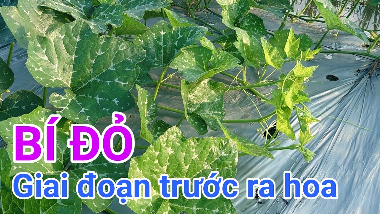 Kỹ thuật trồng bí Sen Hồng Sugar 28 mùa mưa: P10-Chăm sóc giai đoạn trước ra hoa