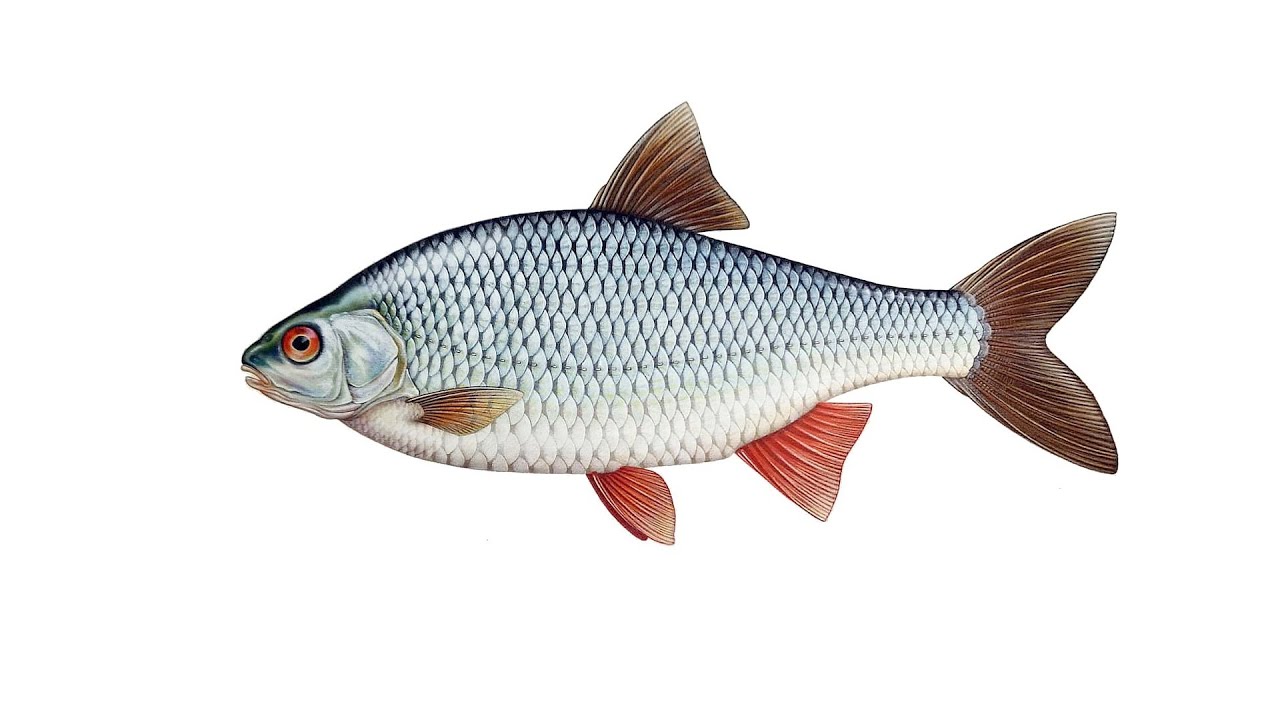 Kuoja (dokumentika)