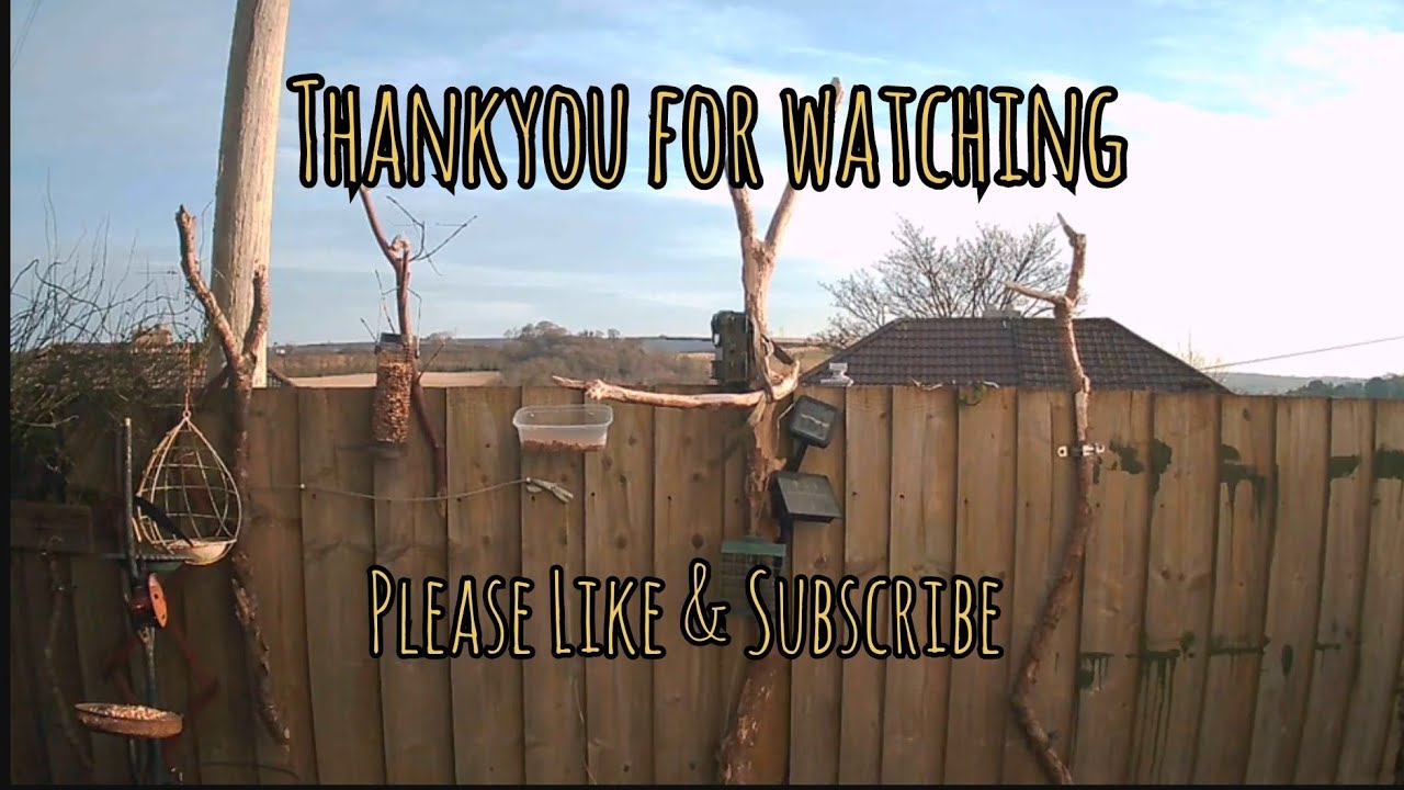 Setting up more perches and trail cam footage on the  bird feeders