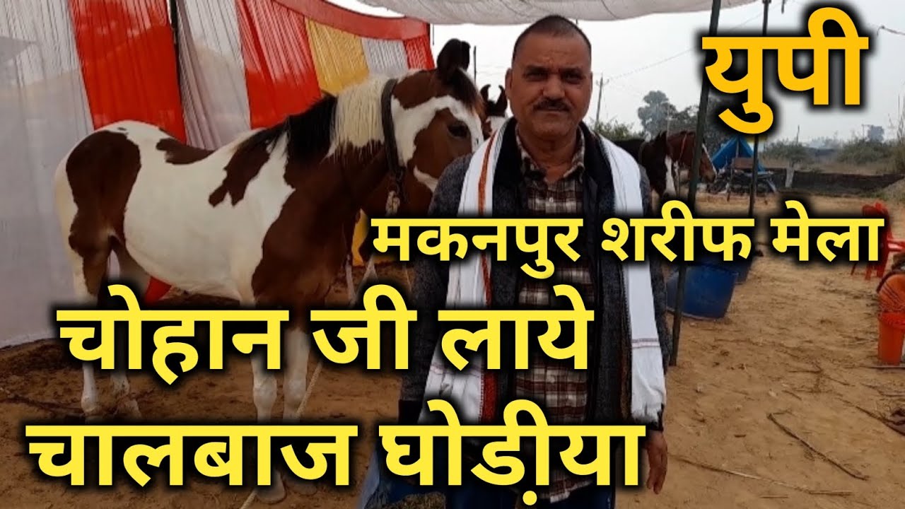 मकनपुर मेला कानपुर #horse मेला#india #घोड़ा #india #