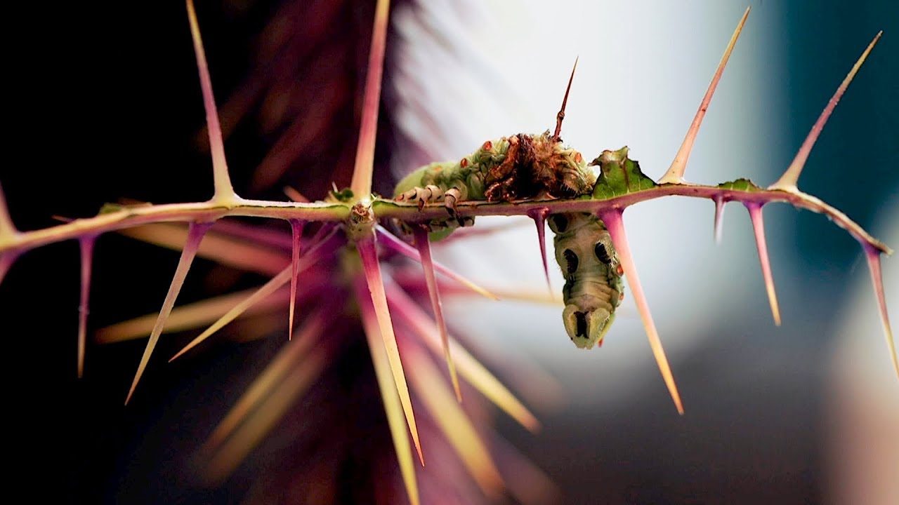 Lens of Time: When Plants Fight Back | bioGraphic
