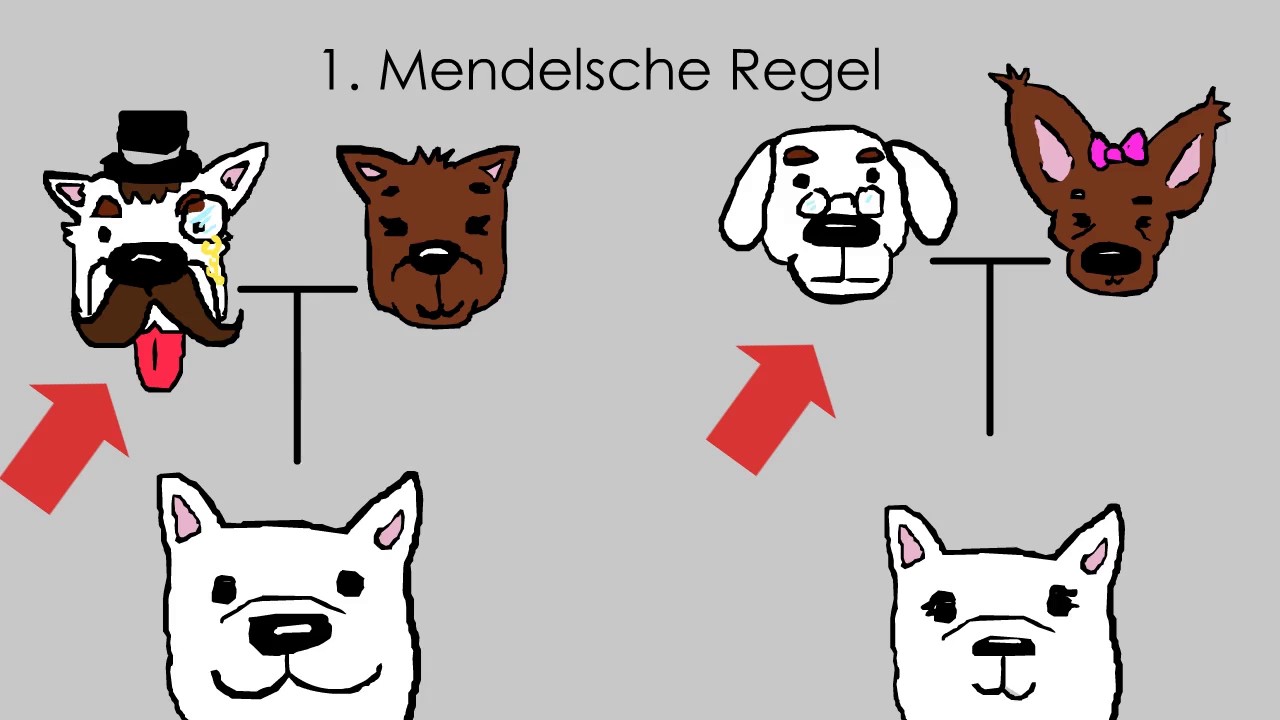 Grundlagen der Vererbung   1  und 2  Mendelsche Regel