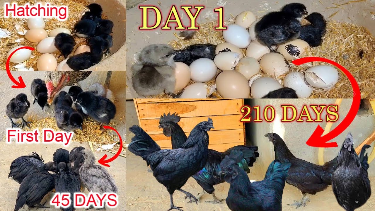 Chicks Growth || Day 1 to 210 Days 30 Weeks Development Of Black Chickens