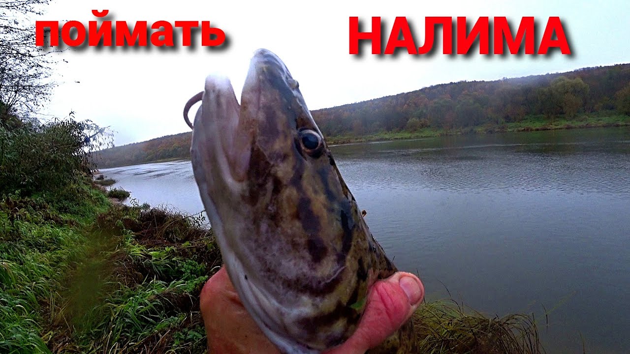 РЕКОРДНЫЙ НАЛИМ!  Рыбалка на  ночные поставухи. Ловля на живца на Оке.