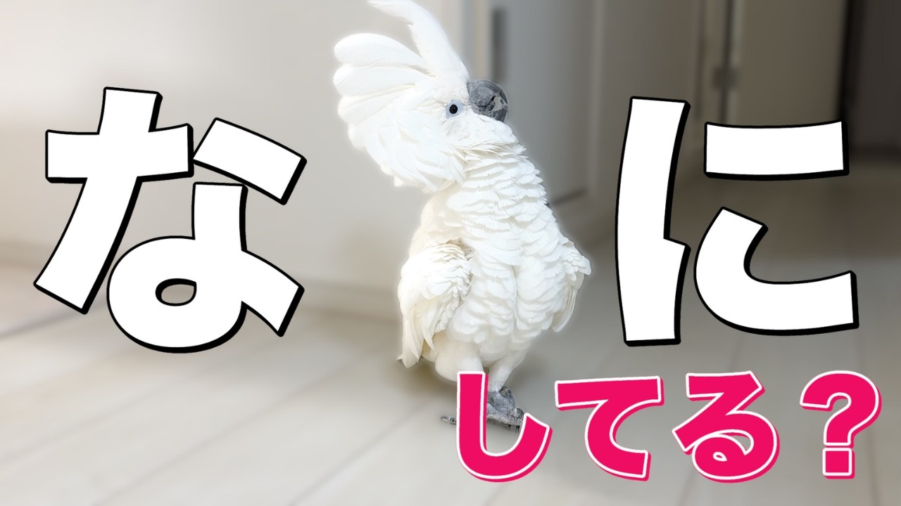 放鳥中に目を離したら危険？ゆきまる氏を本気で検証してみた