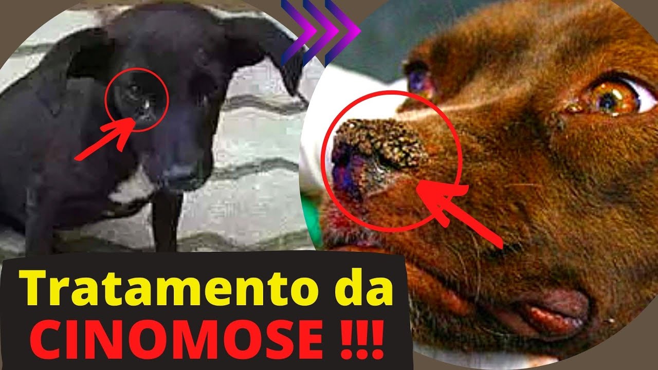 CINOMOSE CANINA TODO CUIDADO É POUCO! Tratamento e Cura