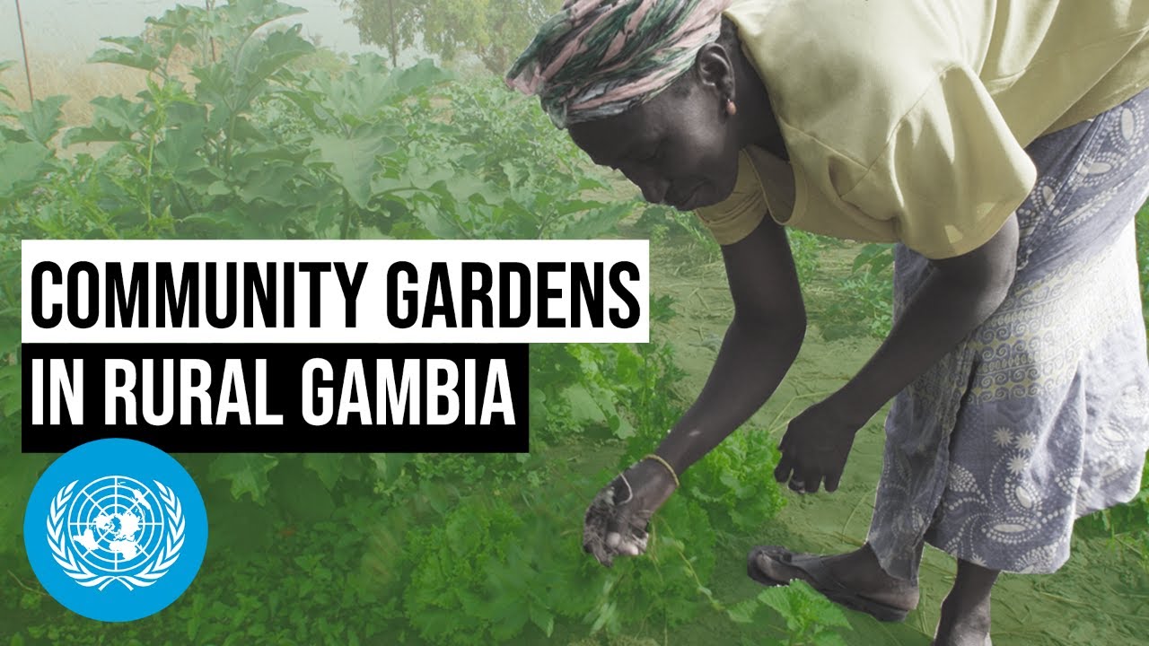 Agriculture for Development: Community Gardens in Rural Gambia | United Nations