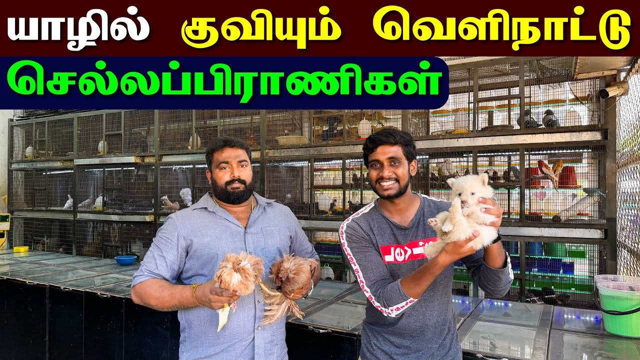 🔴 இலங்கையில் எங்கும் இல்லாத அனைத்தும் நிறைந்த ஒரே இடம் 😮 | Jaffna Multi Farm | Jaffna Thanush