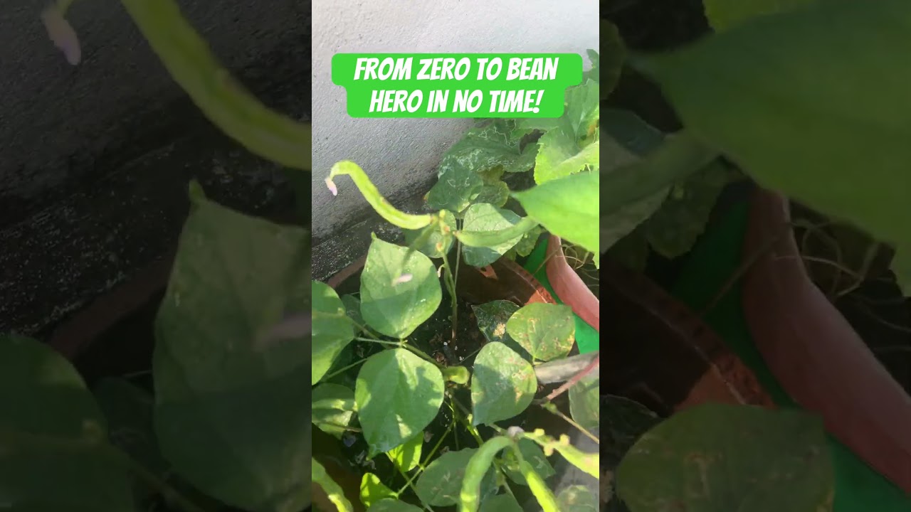 Bean Plant Growth Time-Lapse | Watch Beans Grow from Sprout to Harvest 