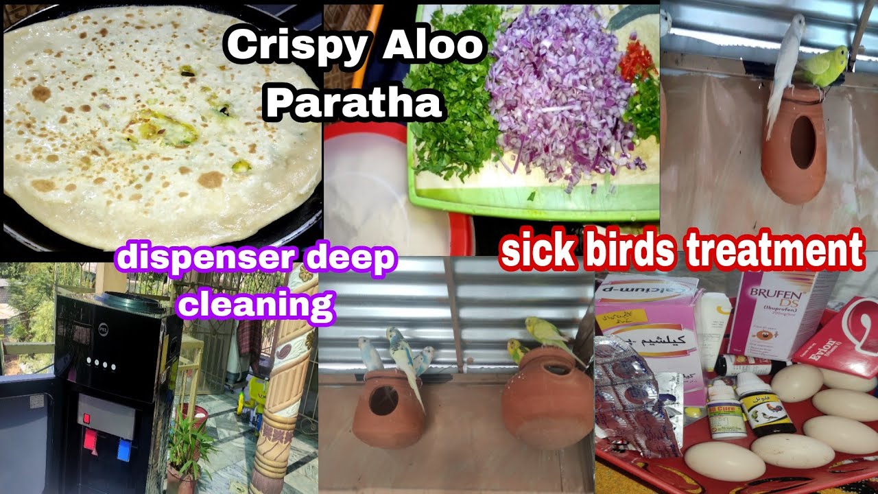 My Morning  Routine | Aloo Paratha | Dispenser Deep cleaning | Sick birds treatment